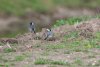 White Wagtail at Gunners Park (Steve Arlow) (64947 bytes)